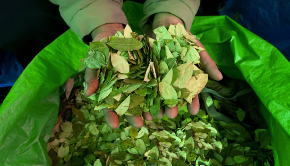 Cierra primer laboratorio legal de hoja de coca en Colombia por falta de apoyo gubernamental imagen de la publicación