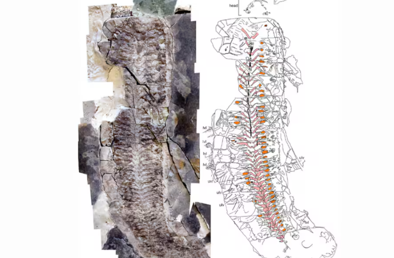 Descubren en Sudáfrica un fósil de 444 millones de años con tejidos internos conservados imagen de la publicación
