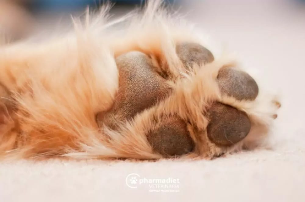 ‘Kay Emilio’ perdió la vida por proteger a su vecino imagen de la publicación