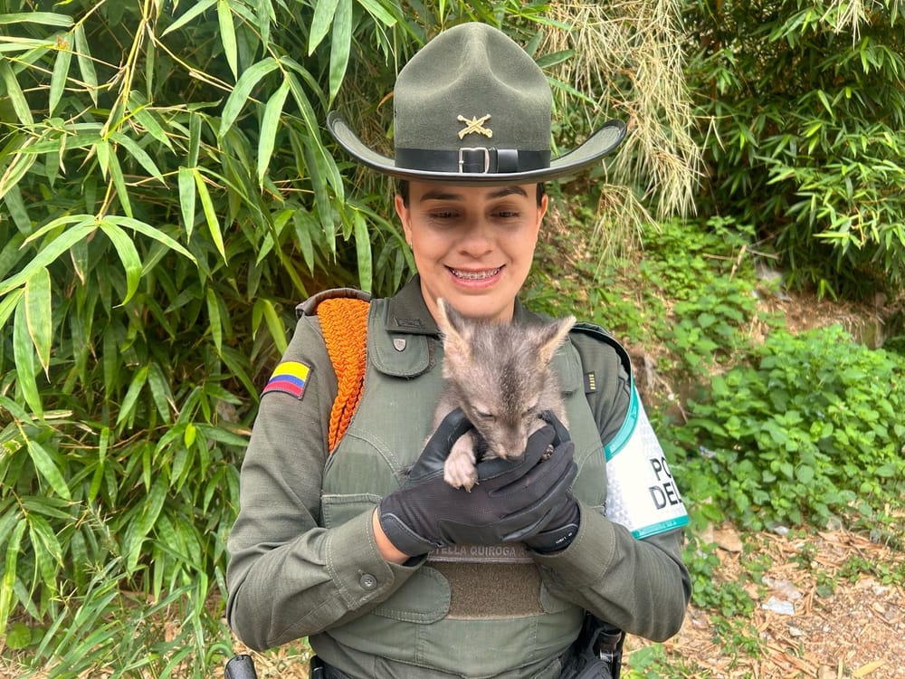 Arrebatados animales silvestres de las garras de los traficantes imagen de la publicación