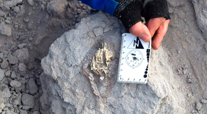 Descubren nueva especie de mamífero prehistórico en Argentina imagen de la publicación