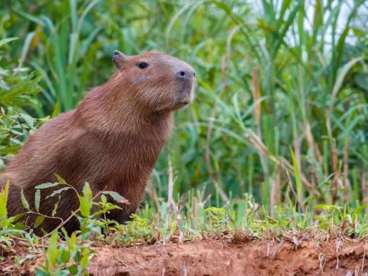 WhatsApp lanzó el “modo capibara” imagen de la publicación