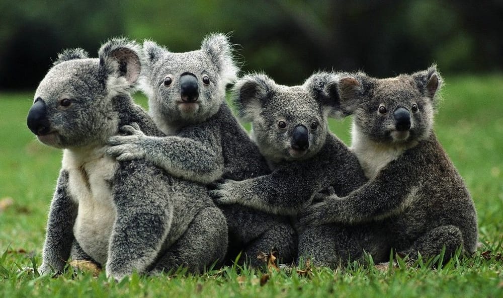 Matanza de 700 koalas para permitir plantaciones de eucalipto imagen de la publicación