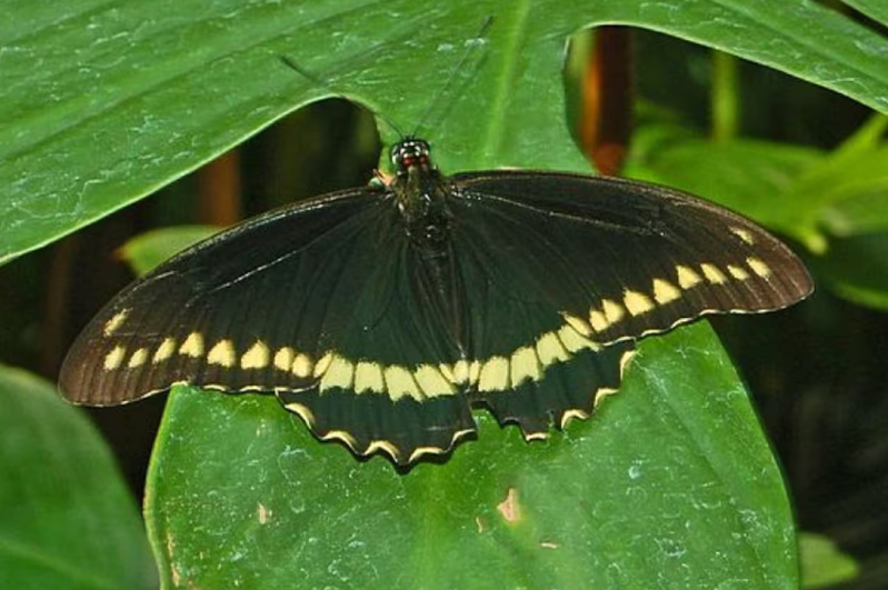 ¿Las mariposas negras atraen la muerte? Esto es lo que dice el Feng Shui imagen de la publicación