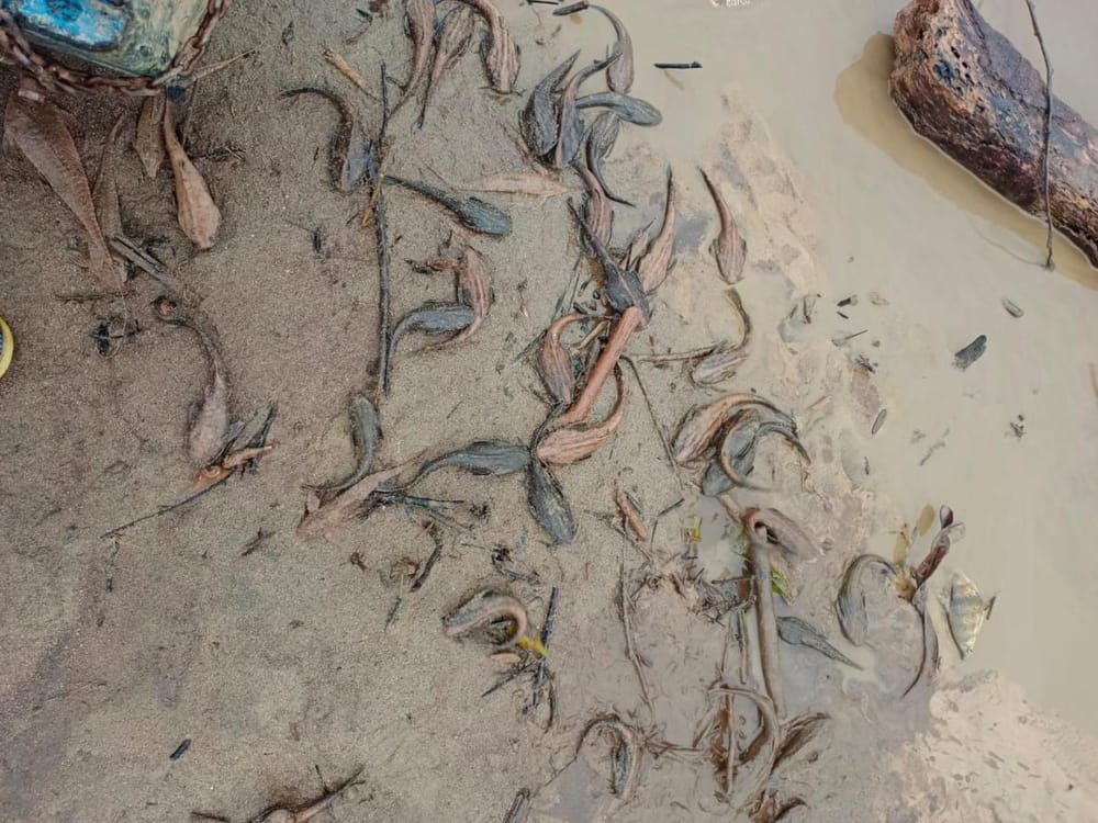 Alerta por mortandad masiva de peces en el río Caguán tras deslizamientos por fuertes lluvias imagen de la publicación