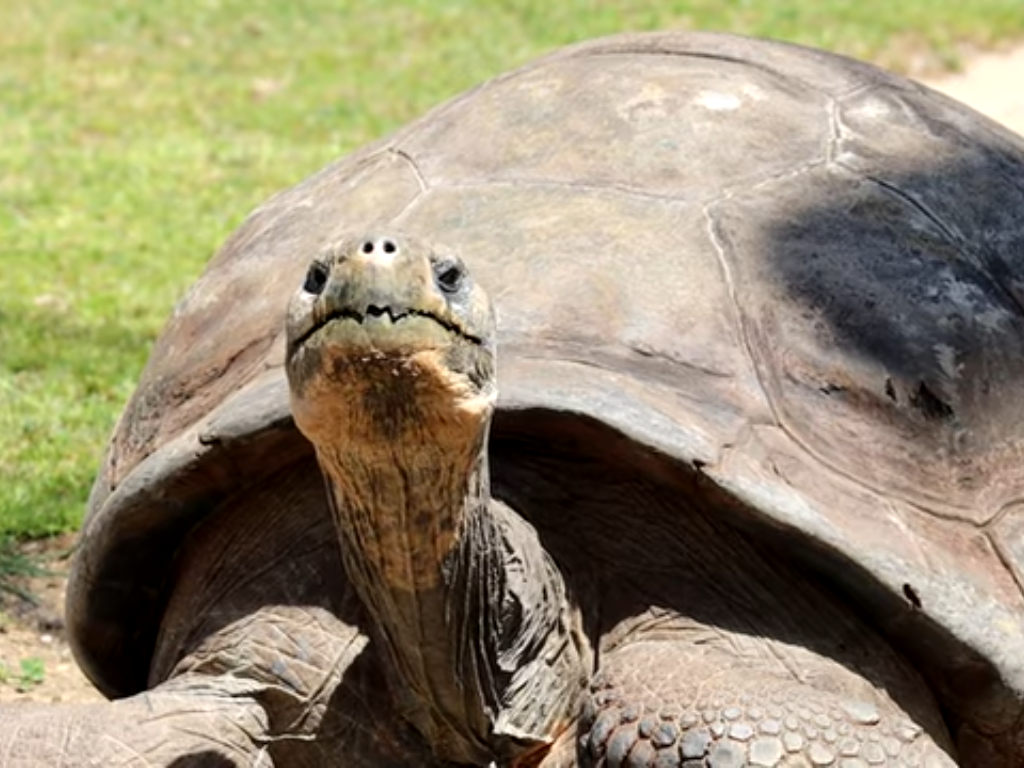 Increíble: Tortuga gigante de Galápagos de 100 años se convierte en madre primeriza imagen de la publicación