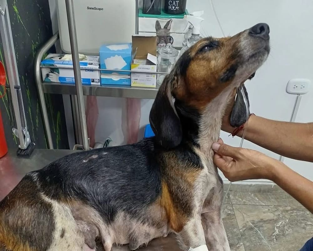 Autoridades salvaron a perro abandonado en el Kennedy imagen de la publicación