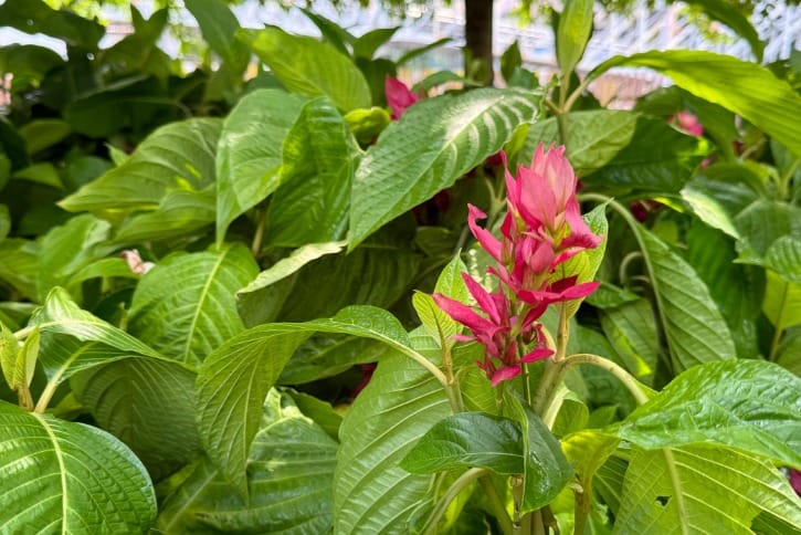 Avanza transformación verde con plan de reforestación imagen de la publicación