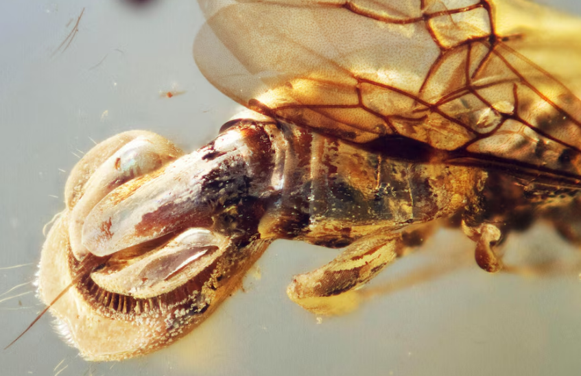 Descubren una avispa con un sistema reproductivo jamás visto imagen de la publicación