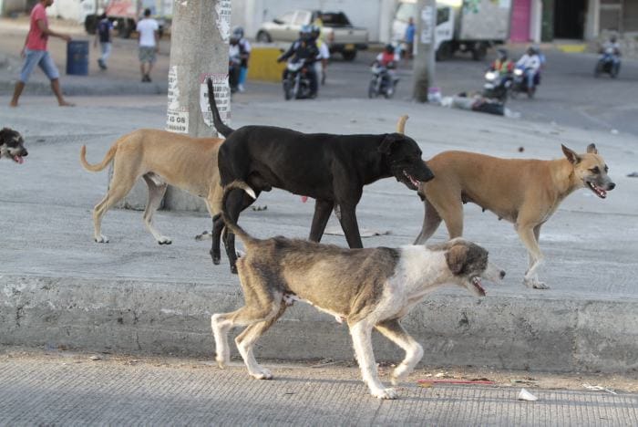 Cartagena tendrá su primera clínica veterinaria pública para animales de la calle imagen de la publicación