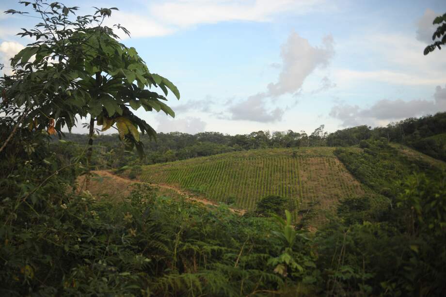 Catatumbo recibirá millonaria inversión para proyectos ambientales imagen de la publicación