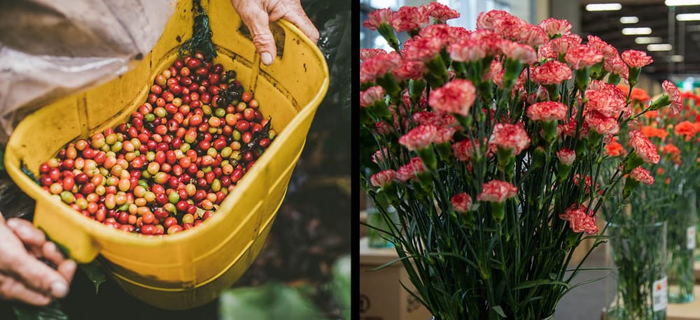 DANE reportó sustancial incremento de exportación de productos del sector agrícola colombiano imagen de la publicación