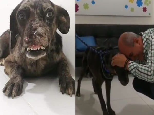 Con ejemplar fallo, Corte Suprema confirmó sentencia contra sujeto que a machetazos hirió a un perro imagen de la publicación