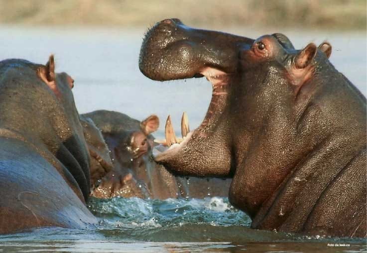 Piden al gobierno fortalecer controles para prevenir especies exóticas invasoras en el territorio nacional imagen de la publicación