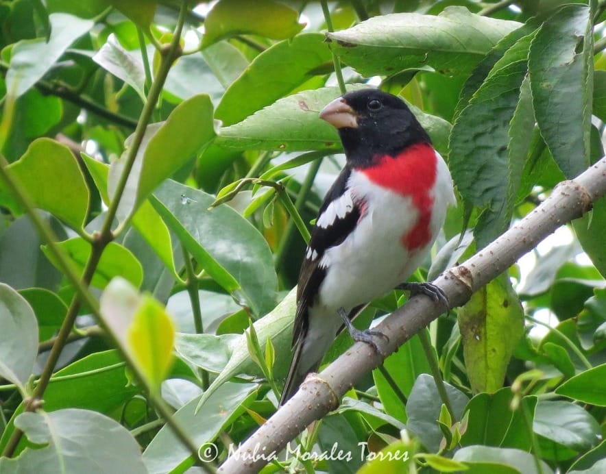 Sin visa ni pasaporte: más de 200 especies de aves eligen a Colombia como su refugio imagen de la publicación