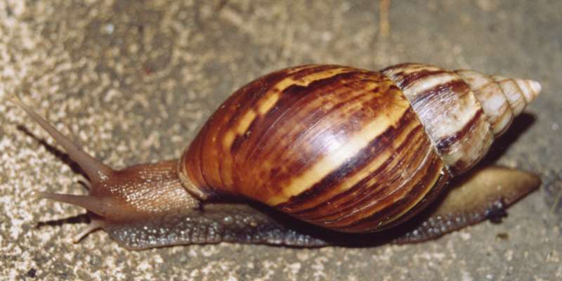 San Gil enfrenta plaga masiva de caracol africano imagen de la publicación