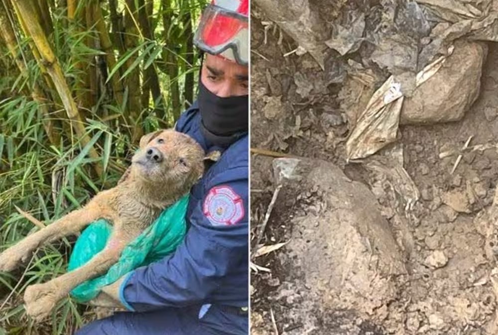 Desalmados enterraron vivo a un perro en zona boscosa imagen de la publicación