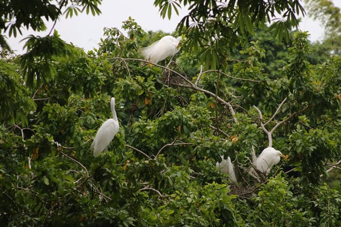 Barrancabermeja se une para cuidar la anidación de la garza real y otras especies imagen de la publicación