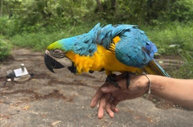 Cianita: la guacamaya rescatada por estudiantes de Geología de la UDES imagen de la publicación