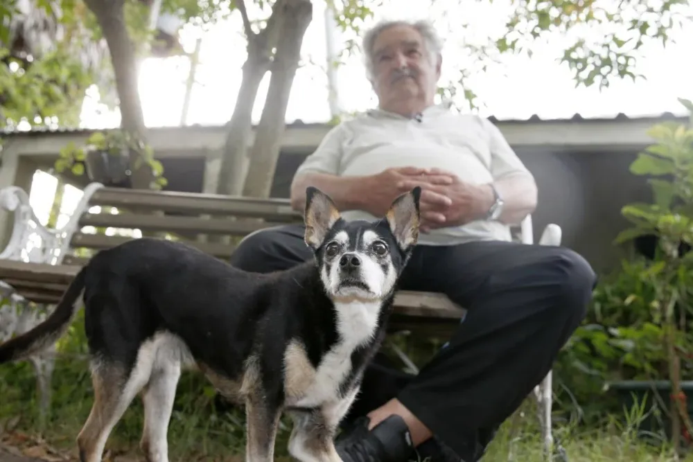 Manuela, la perra de tres patas que fue la reina de la casa de José Mujica imagen de la publicación