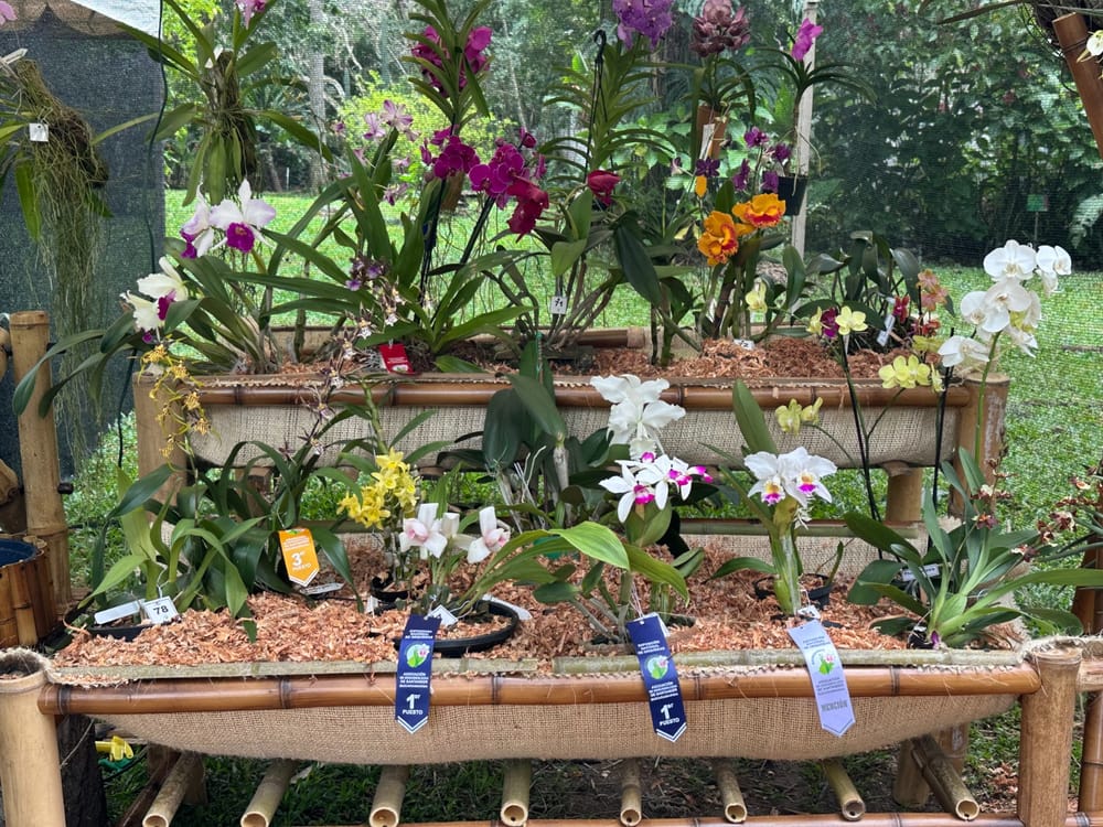 Exposición de orquídeas educó a miles sobre la riqueza natural de Santander imagen de la publicación