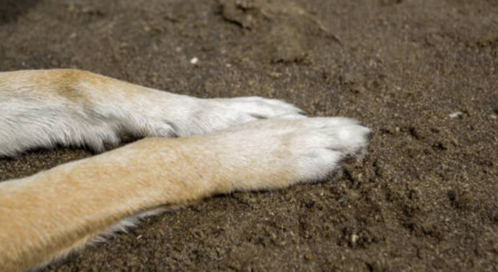 La justicia rugió: histórica condena por maltrato animal en Santander imagen de la publicación