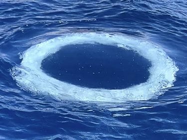 ¿Están las ballenas tratando de comunicarse con nosotros? Misteriosos anillos de burbujas desconciertan a la ciencia imagen de la publicación