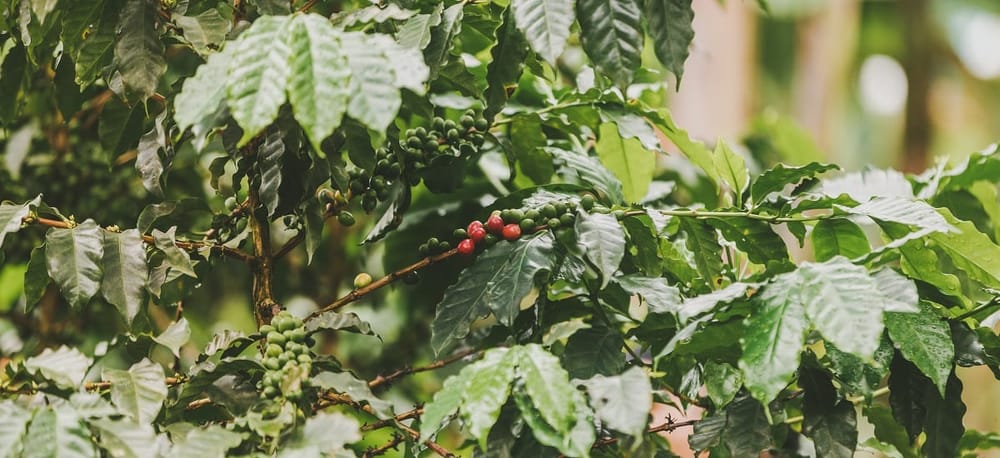 En abril las exportaciones del agro colombiano crecieron 47,7% imagen de la publicación