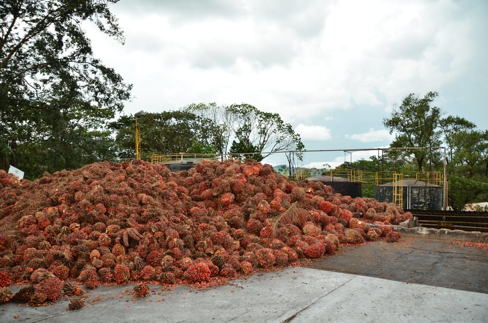 Exportaciones agropecuarias y agroindustriales marcan récord histórico en Colombia imagen de la publicación