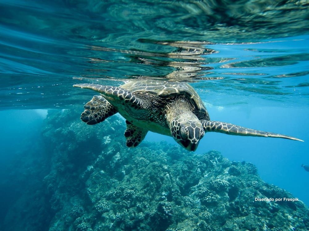 Aliados frente al cambio climático producen más de la mitad del oxígeno que respiramos imagen de la publicación