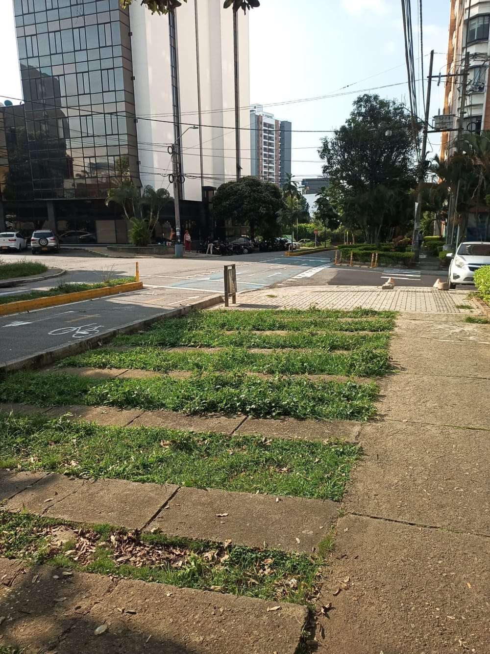 ¿Dónde están los árboles, Bucaramanga? imagen de la publicación