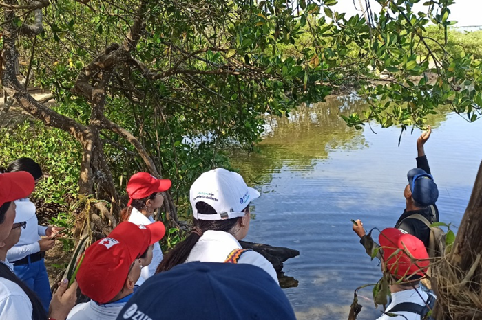 Viveros de manglares: la nueva arma contra el cambio climático en la costa imagen de la publicación