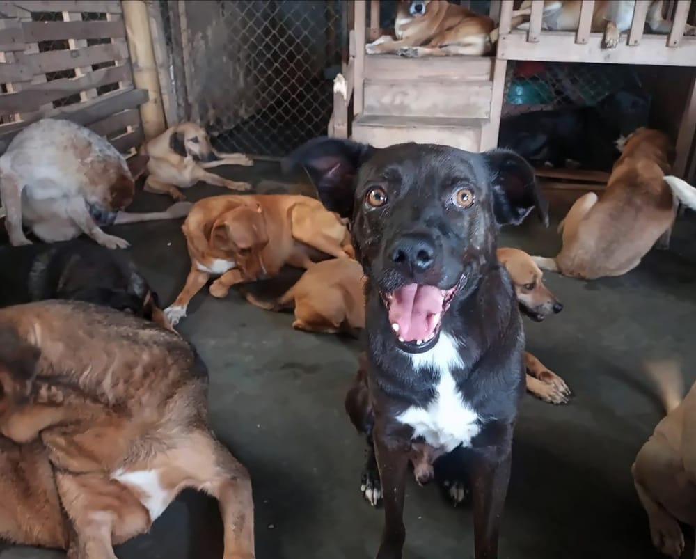 Floridablanca promueve hogares de paso para animales rescatados imagen de la publicación