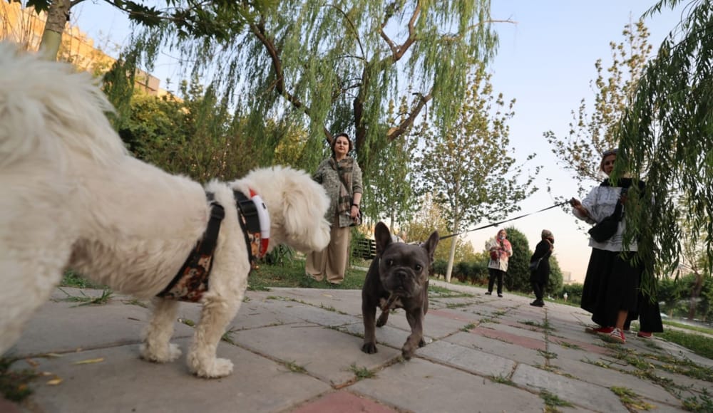 Irán prohibió el paseo de perros en espacios públicos de 18 ciudades imagen de la publicación