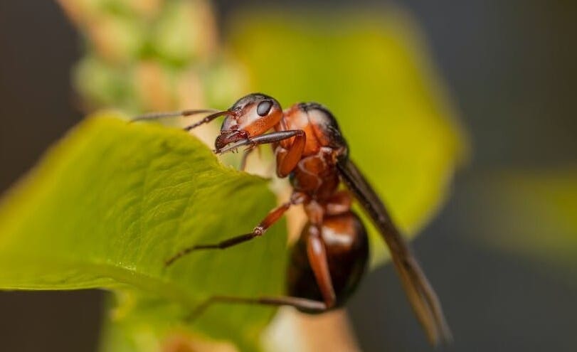 Superplaga híbrida podría expandirse a nivel global imagen de la publicación