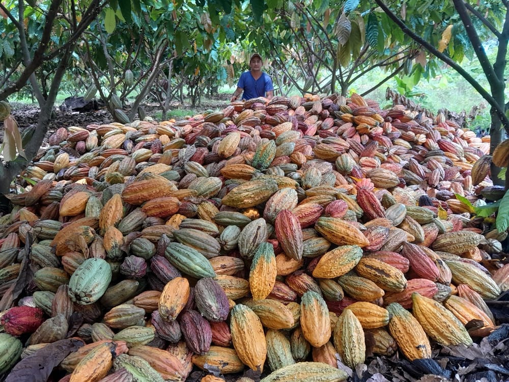 Escasez mundial de cacao, gran oportunidad para los cacaoteros santandereanos imagen de la publicación