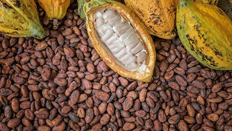 Rionegro (Santander) entre los seis destinos mundiales para degustar el mejor cacao imagen de la publicación