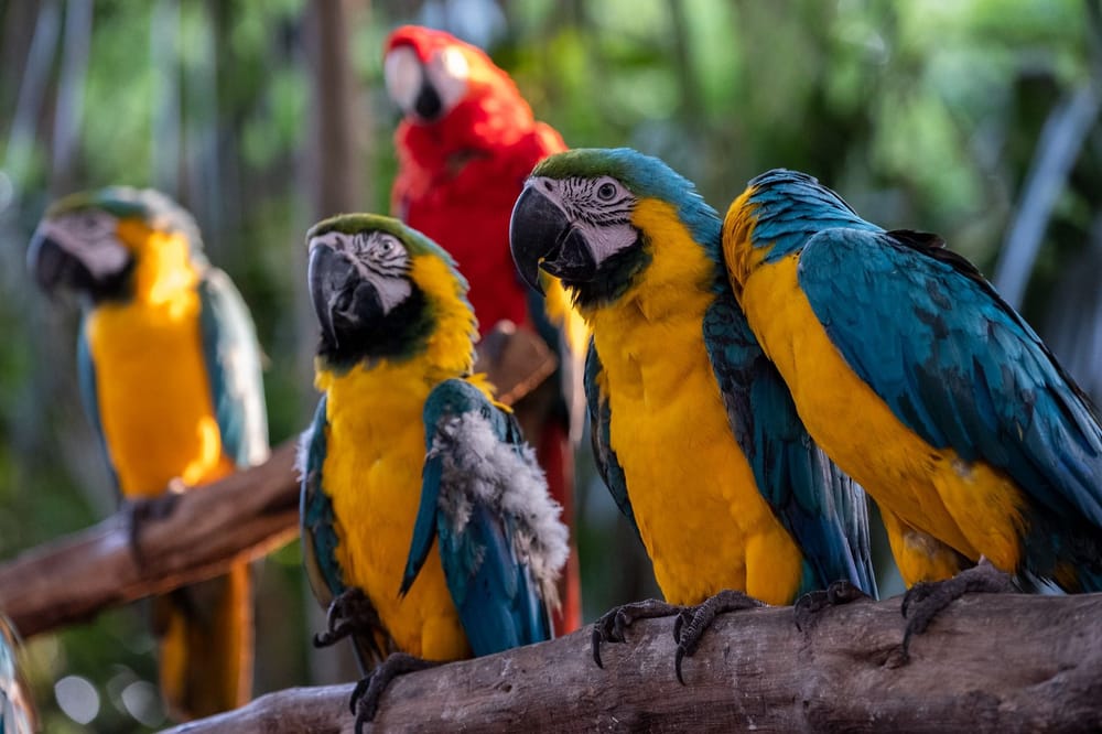 Le contamos cómo funcionará el primer sistema de Nacional de Protección y Bienestar Animal imagen de la publicación