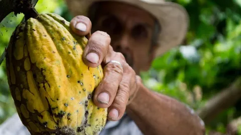 Día Mundial del Cacao: una mirada a los desafíos ocultos detrás del chocolate imagen de la publicación
