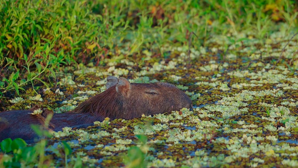 Caza comercial del chigüiro continuará prohibida en toda Colombia imagen de la publicación