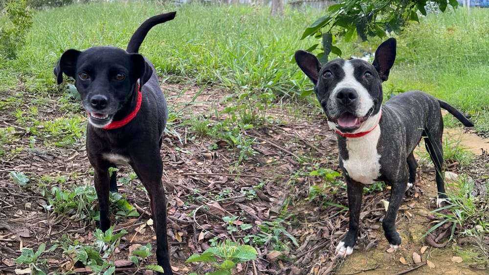 Destinados 4.000 millones de pesos para protección y bienestar animal en Bucaramanga imagen de la publicación