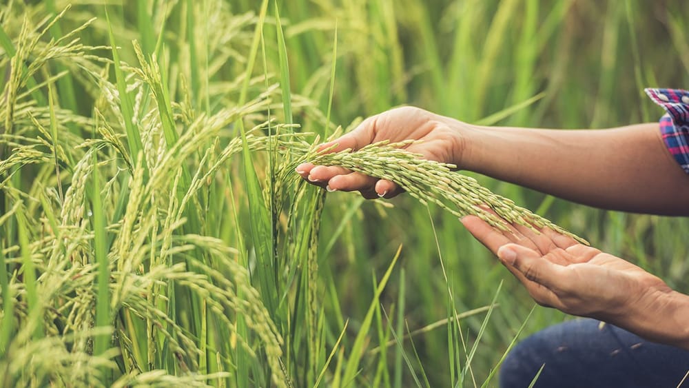 Arroceros de Santander descartan bloquear vías pero apoyan el paro nacional imagen de la publicación