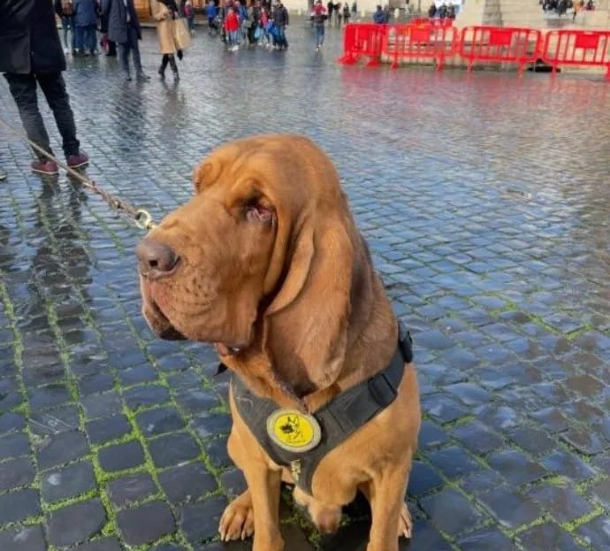 A ‘Bruno’ lo mataron con una salchicha llena de clavos imagen de la publicación