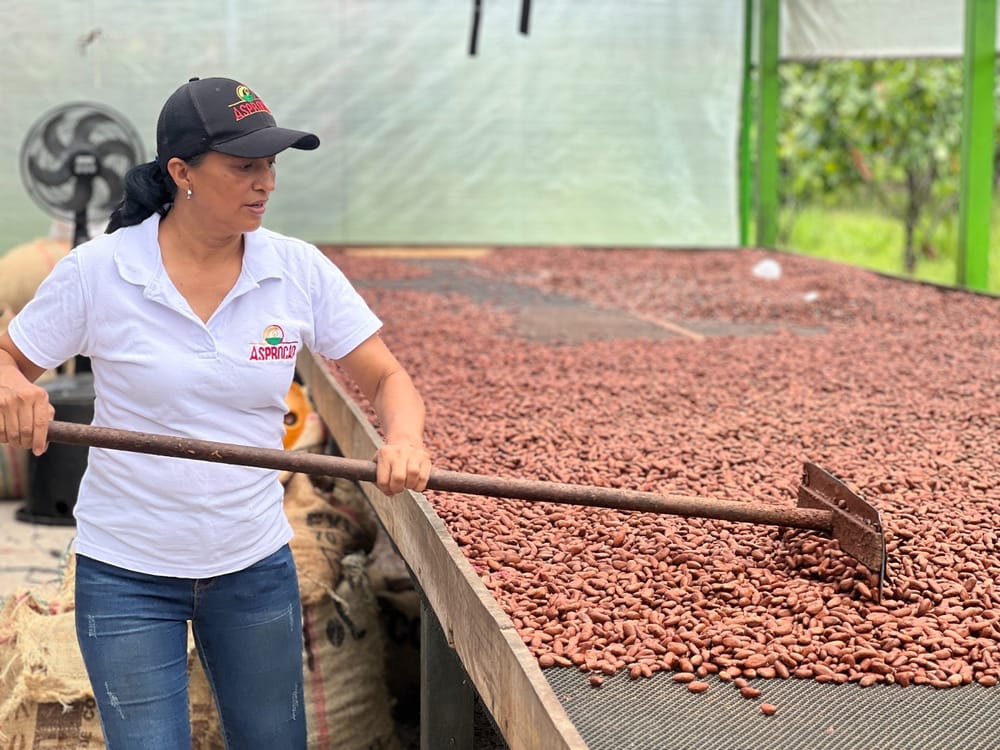 Cacaoteros del Meta exportaron doce toneladas de caco a Japón con el respaldo de Ecopetrol imagen de la publicación