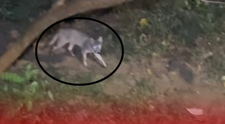 Patrulla de zorros “antidrogadictos” salvaguarda su territorio en Girón imagen de la publicación