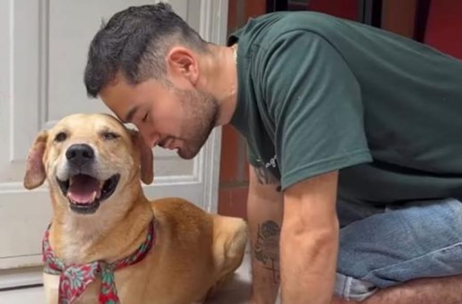 'Pachito', el peludito que fue enterrado vivo en Floridablanca, está en un hogar de paso y busca quien lo adopte imagen de la publicación