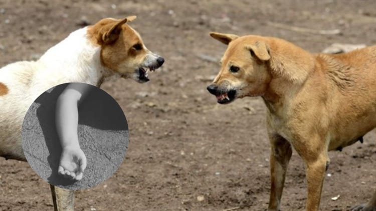 Niño de dos años desaparecido fue hallado muerto con mordeduras de perros imagen de la publicación