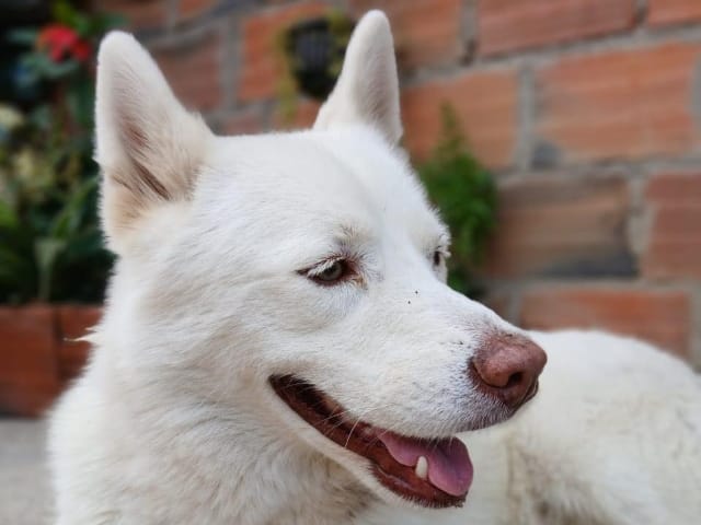 Video- Últimos momentos de Nieve, la perrita asesinada en Ocaña imagen de la publicación