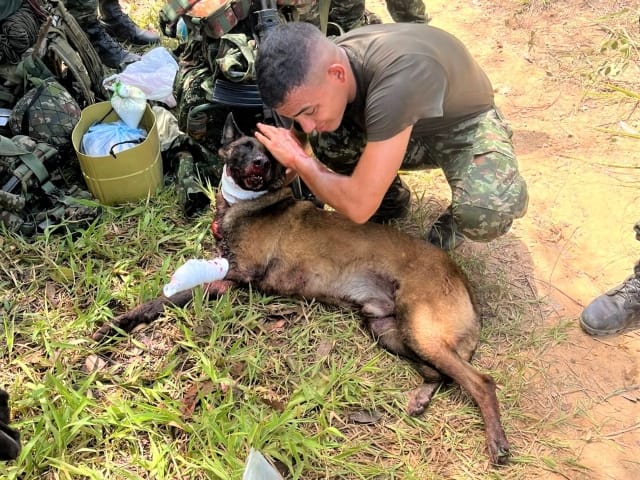 Sansón, el héroe canino que detectó explosivo imagen de la publicación