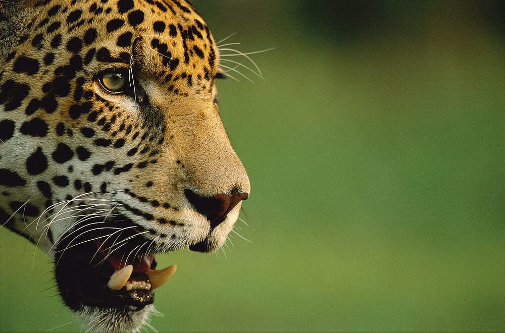 Gobierno inicia cruzada por la protección de felinos en el Magdalena Medio santandereano imagen de la publicación